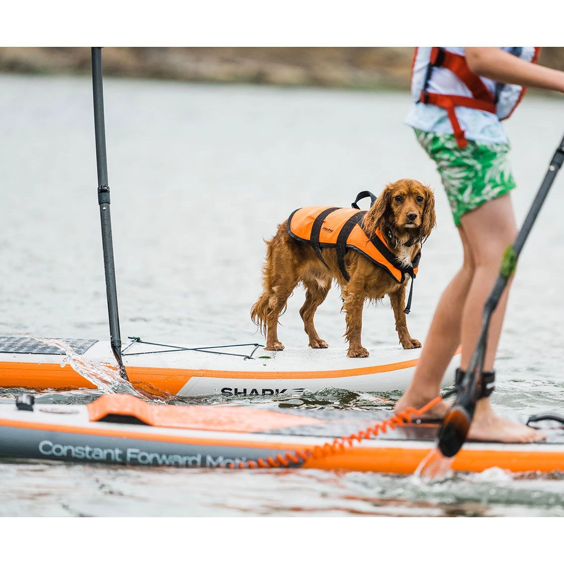 Shark T 12'6 X 30" X 5" Paddleboard 2023 - Image 14